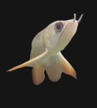 正面